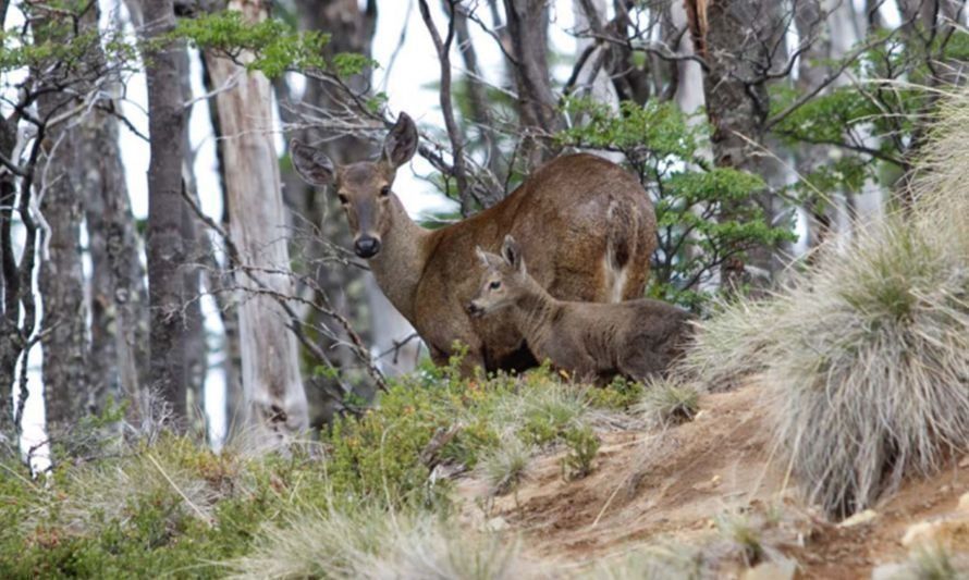 Conoce el corredor biológico binacional que busca conservar al huemul