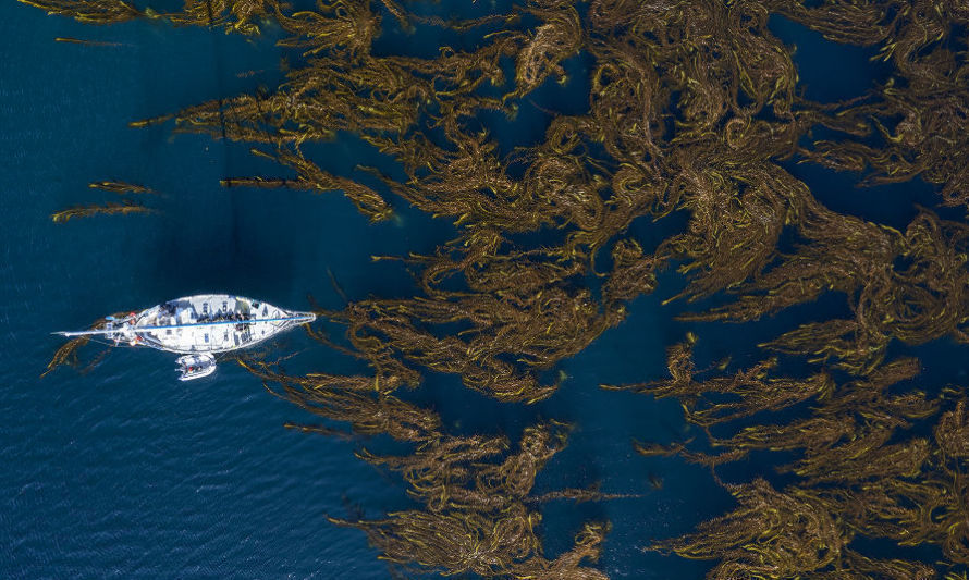 Un llamado desde el fin del mundo: la protección de bosques submarinos une a Chile y Argentina