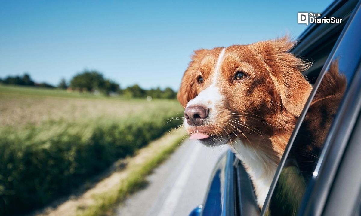 Vacaciones con mascotas: requisitos para salir e ingresar a Chile o Argentina 