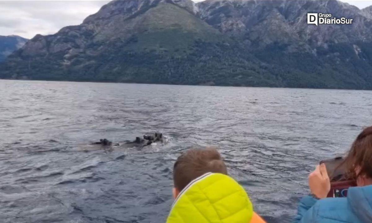 Grupo de jabalíes nadadores sorprenden a turistas en lago Nahuel Huapi