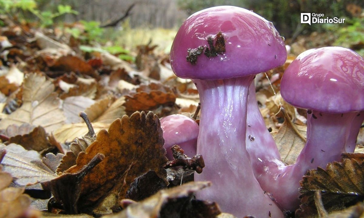 La ciudad argentina de Esquel será sede del Congreso internacional de hongos comestibles